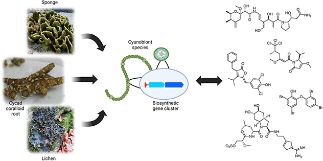 Graphical abstract: Highlights of biosynthetic enzymes and natural products from symbiotic cyanobacteria