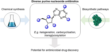 Graphical abstract: Purine nucleoside antibiotics: recent synthetic advances harnessing chemistry and biology