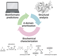 Graphical abstract: Structural, biochemical and bioinformatic analyses of nonribosomal peptide synthetase adenylation domains