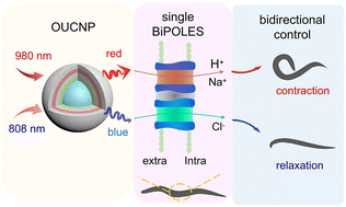Graphical abstract: Bidirectional near-infrared regulation of motor behavior using orthogonal emissive upconversion nanoparticles
