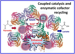 Graphical abstract: Enzyme assembly on nanoparticle scaffolds enhances cofactor recycling and improves coupled reaction kinetics