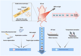 Graphical abstract: Spatio-temporally deciphering peripheral nerve regeneration in vivo after extracellular vesicle therapy under NIR-II fluorescence imaging
