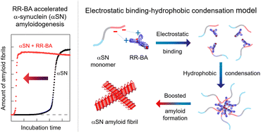 Graphical abstract: An amphiphilic material arginine–arginine–bile acid promotes α-synuclein amyloid formation