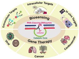 Graphical abstract: RNA-cleaving DNAzymes for accurate biosensing and gene therapy
