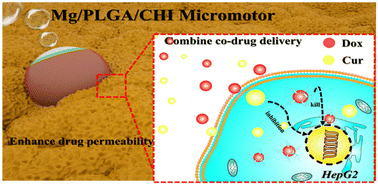 Graphical abstract: A drug co-delivery platform made of magnesium-based micromotors enhances combination therapy for hepatoma carcinoma cells