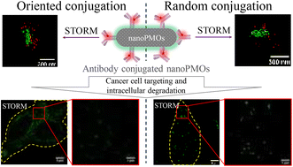 Graphical abstract: Super-resolution imaging of antibody-conjugated biodegradable periodic mesoporous organosilica nanoparticles for targeted chemotherapy of prostate cancer