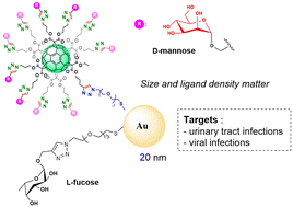 Graphical abstract: Glycofullerene–AuNPs as multivalent ligands of DC-SIGN and bacterial lectin FimH: tuning nanoparticle size and ligand density