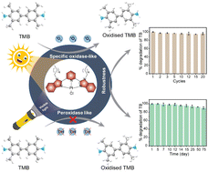Graphical abstract: Light-gated specific oxidase-like activity of a self-assembled Pt(ii) nanozyme for environmental remediation