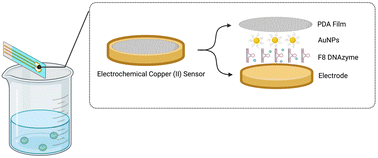 Graphical abstract: Activity-enhanced DNAzyme for design of label-free copper(ii) biosensor