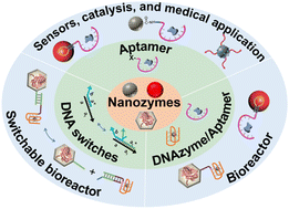 Graphical abstract: Nucleic acid-functionalized nanozymes and their applications