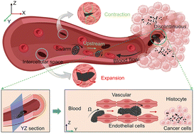 Graphical abstract: Magnetic nanoparticle swarm with upstream motility and peritumor blood vessel crossing ability
