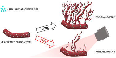 Graphical abstract: Bimodal modulation of in vitro angiogenesis with photoactive polymer nanoparticles