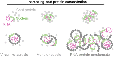 Graphical abstract: Effect of coat-protein concentration on the self-assembly of bacteriophage MS2 capsids around RNA
