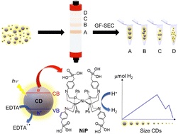 Graphical abstract: Size-dependent activity of carbon dots for photocatalytic H2 generation in combination with a molecular Ni cocatalyst