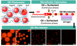 Graphical abstract: Facile microfluidic synthesis of monodispersed size-controllable quantum dot (QD) microbeads using custom developed QD photoresist