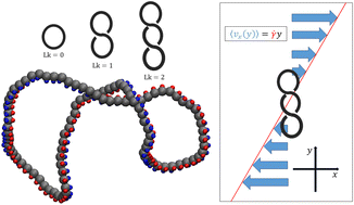 Graphical abstract: Supercoiled ring polymers under shear flow