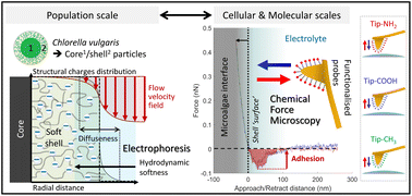Graphical abstract: Physicochemical surface properties of Chlorella vulgaris: a multiscale assessment, from electrokinetic and proton uptake descriptors to intermolecular adhesion forces