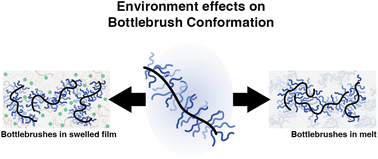 Graphical abstract: Investigating the effects of the local environment on bottlebrush conformations using super-resolution microscopy