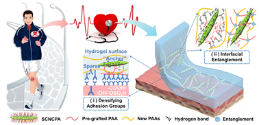 Graphical abstract: Fabrication of a tough, long-lasting adhesive hydrogel patch via the synergy of interfacial entanglement and adhesion group densification