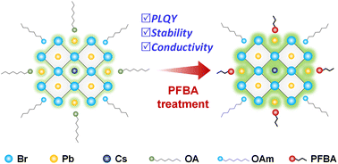 Graphical abstract: Simultaneously improved photoluminescence, stability, and carrier transport of perovskite nanocrystals by post-synthetic perfluorobutanesulfonic acid treatment