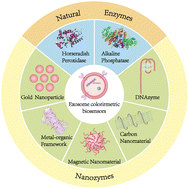 Graphical abstract: Advances in colorimetric biosensors of exosomes: novel approaches based on natural enzymes and nanozymes