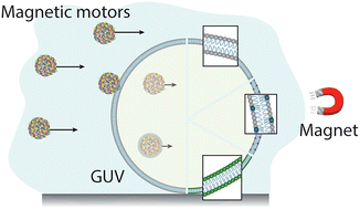 Graphical abstract: Magnetic micromotors crossing lipid membranes
