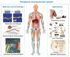 Graphical abstract: Flexible and stretchable implantable devices for peripheral neuromuscular electrophysiology