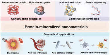 Graphical abstract: Protein-guided biomimetic nanomaterials: a versatile theranostic nanoplatform for biomedical applications