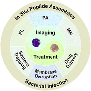 Graphical abstract: In situ peptide assemblies for bacterial infection imaging and treatment