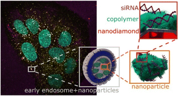 Graphical abstract: Cellular uptake and fate of cationic polymer-coated nanodiamonds delivering siRNA: a mechanistic study