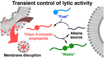 Graphical abstract: Transient control of lytic activity via a non-equilibrium chemical reaction system