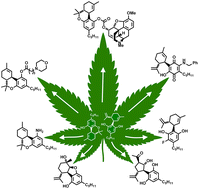Graphical abstract: “Breaking bud”: the effect of direct chemical modifications of phytocannabinoids on their bioavailability, physiological effects, and therapeutic potential
