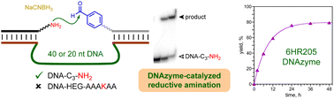 Graphical abstract: Defining the substrate scope of DNAzyme catalysis for reductive amination with aliphatic amines
