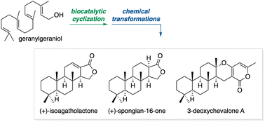 Graphical abstract: Chemoenzymatic synthesis of (+)-isoagatholactone, (+)-spongian-16-one, and 3-deoxychavalone A via biocatalytic polyene cyclization