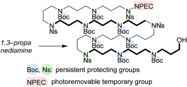 Graphical abstract: Synthesis of a fully protected long-chain polyamine subunit of aculeine B using the photoremovable NPEC group