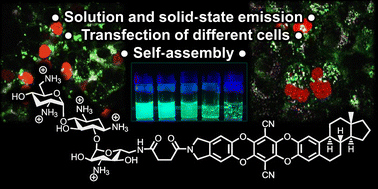 Graphical abstract: Deoxyestrone-based lipofection agents with solution- and solid-state emission properties