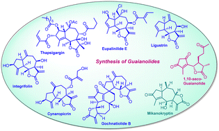 Graphical abstract: Recent advances in the syntheses of guaianolides