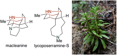 Graphical abstract: Total syntheses of macleanine and lycoposerramine-S
