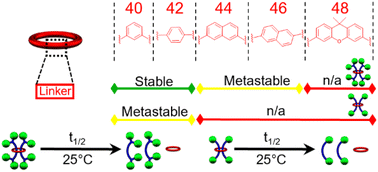 Graphical abstract: Balancing ring and stopper group size to control the stability of doubly threaded [3]rotaxanes