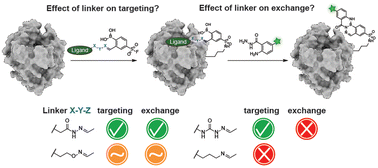 Graphical abstract: The linkage-type and the exchange molecule affect the protein-labeling efficiency of iminoboronate probes