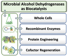 Graphical abstract: Microbial alcohol dehydrogenases: recent developments and applications in asymmetric synthesis