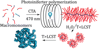 Graphical abstract: High-molecular weight bottlebrushes via continuous flow photoiniferter polymerization of macromonomers