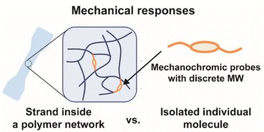 Graphical abstract: Effect of strand molecular length on mechanochemical transduction in elastomers probed with uniform force sensors