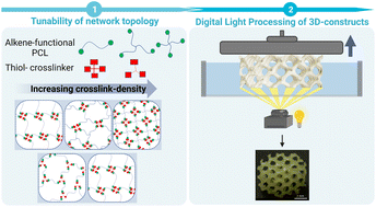 Graphical abstract: Exploiting the network architecture of thiol–ene photo-crosslinked poly(ε-caprolactone) towards tailorable materials for light-based 3D-printing