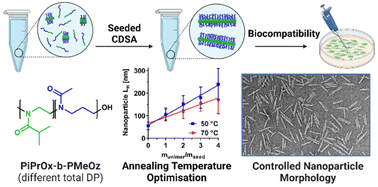 Graphical abstract: Length-tuneable biocompatible block copolymer nanorods with a poly(2-methyl-2-oxazine)-corona via heat-induced crystallisation-driven self-assembly