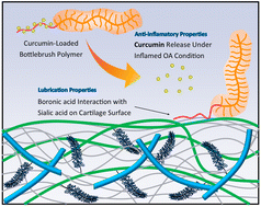 Graphical abstract: Bottlebrush polymer with dual functionality for osteoarthritis treatment: curcumin delivery and lubrication properties