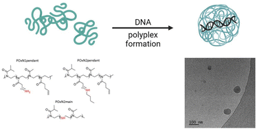 Graphical abstract: Amino-modified 2-oxazoline copolymers for complexation with DNA