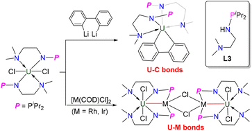 Graphical abstract: Synthesis and reactivity of a uranium(iv) complex supported by a monoanionic nitrogen–phosphorus ligand