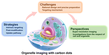 Graphical abstract: Organelle imaging with carbon dots: strategies, challenges, and perspectives