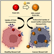 Graphical abstract: Good's buffer based highly biocompatible ionic liquid modified PLGA nanoparticles for the selective uptake in cancer cells